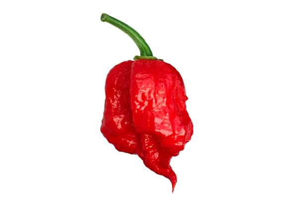 Carolina Reaper