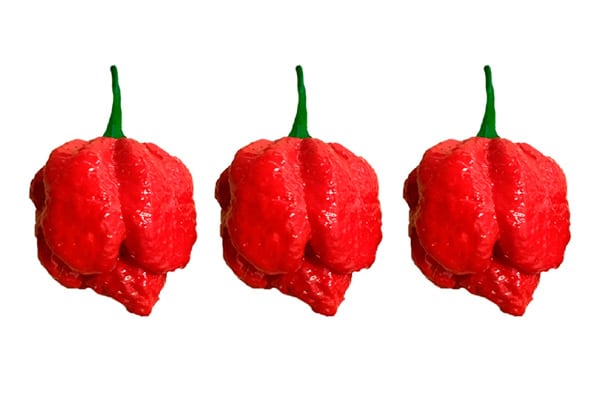 Trinidad Moruga Scorpion