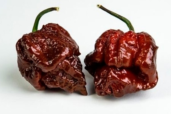 Trinidad Scorpion Chocolate