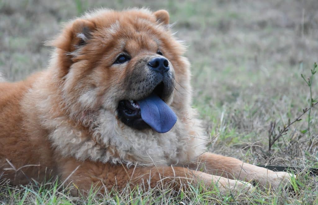 _0000_13 Chow-chow