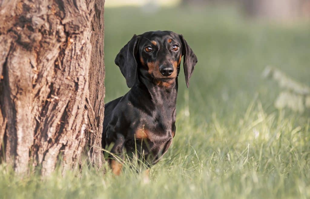 _0003_10 Dachshund