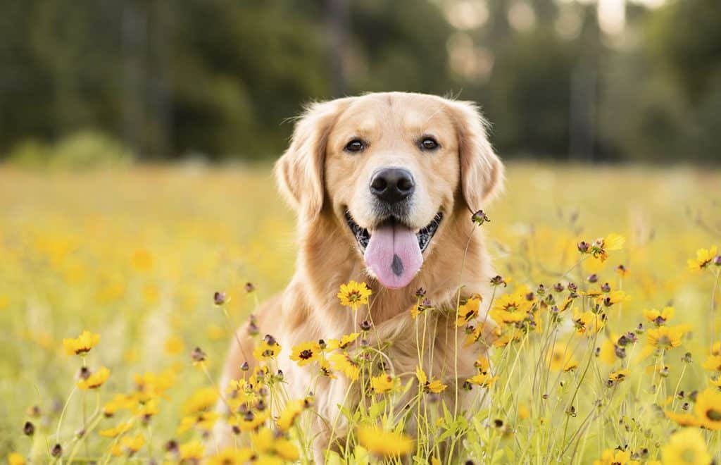 _0007_6 Golden retriever