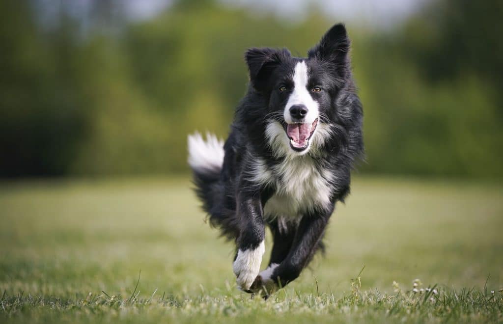 _0008_5 Border collie