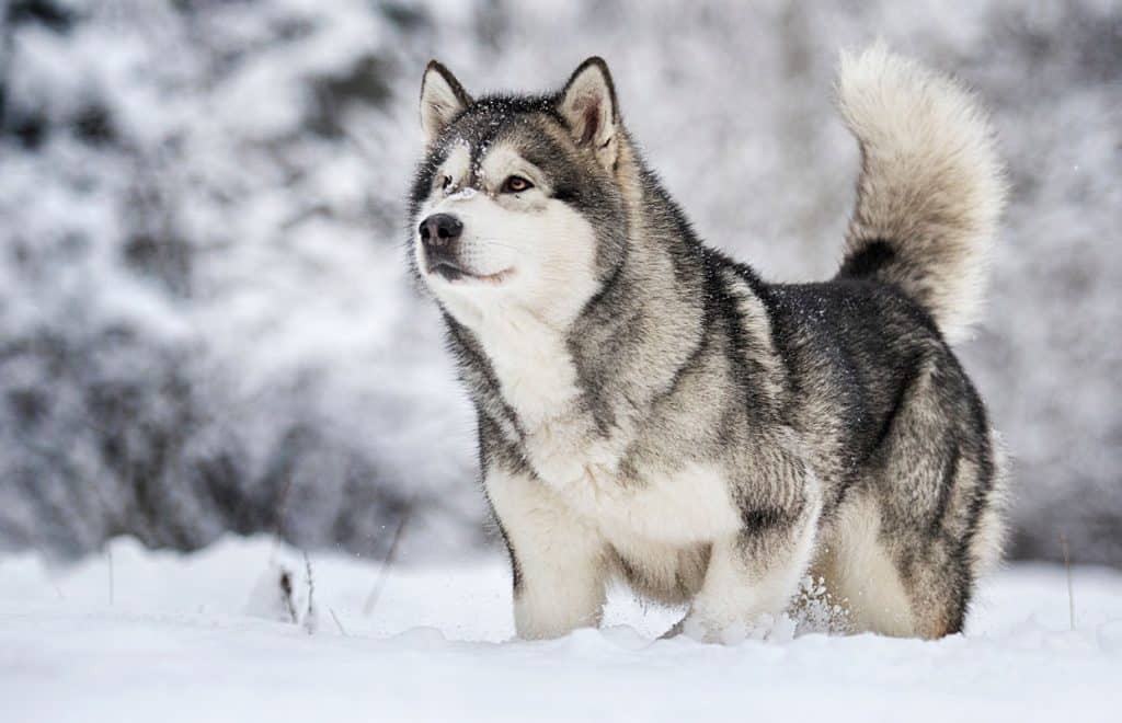 _0010_3 Malamute do alasca